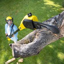 Best Tree Health Inspection  in USA